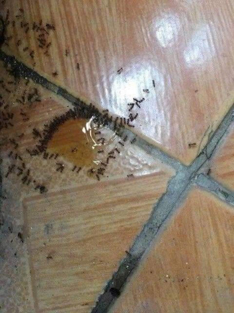 ຢ່າຂ້າມົດຖົງ10ຫຼອດ — 5