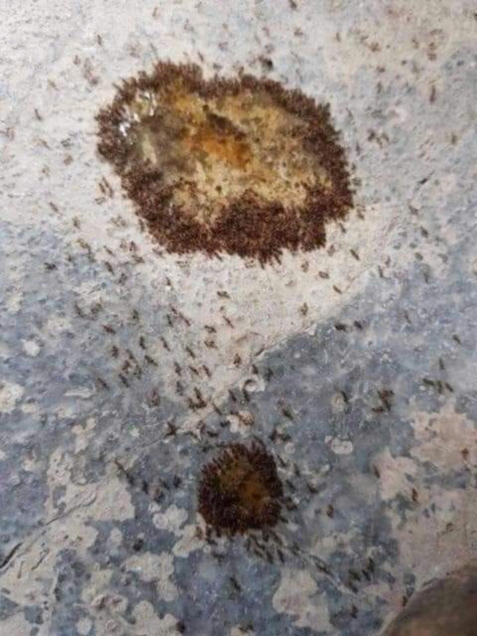 ຢ່າຂ້າມົດຖົງ10ຫຼອດ — 4
